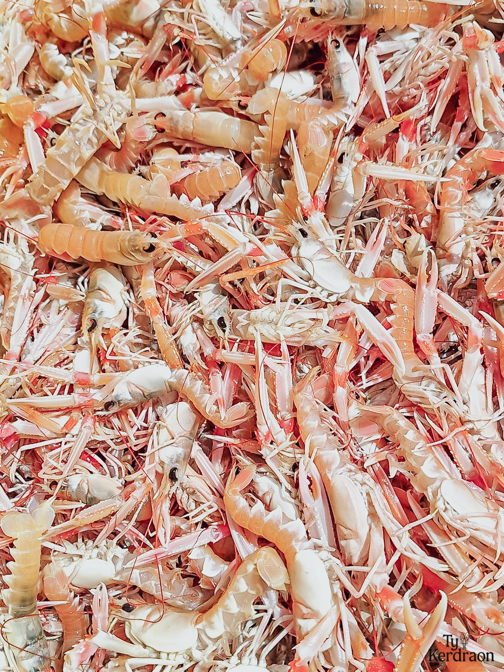 Fête de la Langoustine 2025 à Lesconil - Plateau de langoustines fraîches